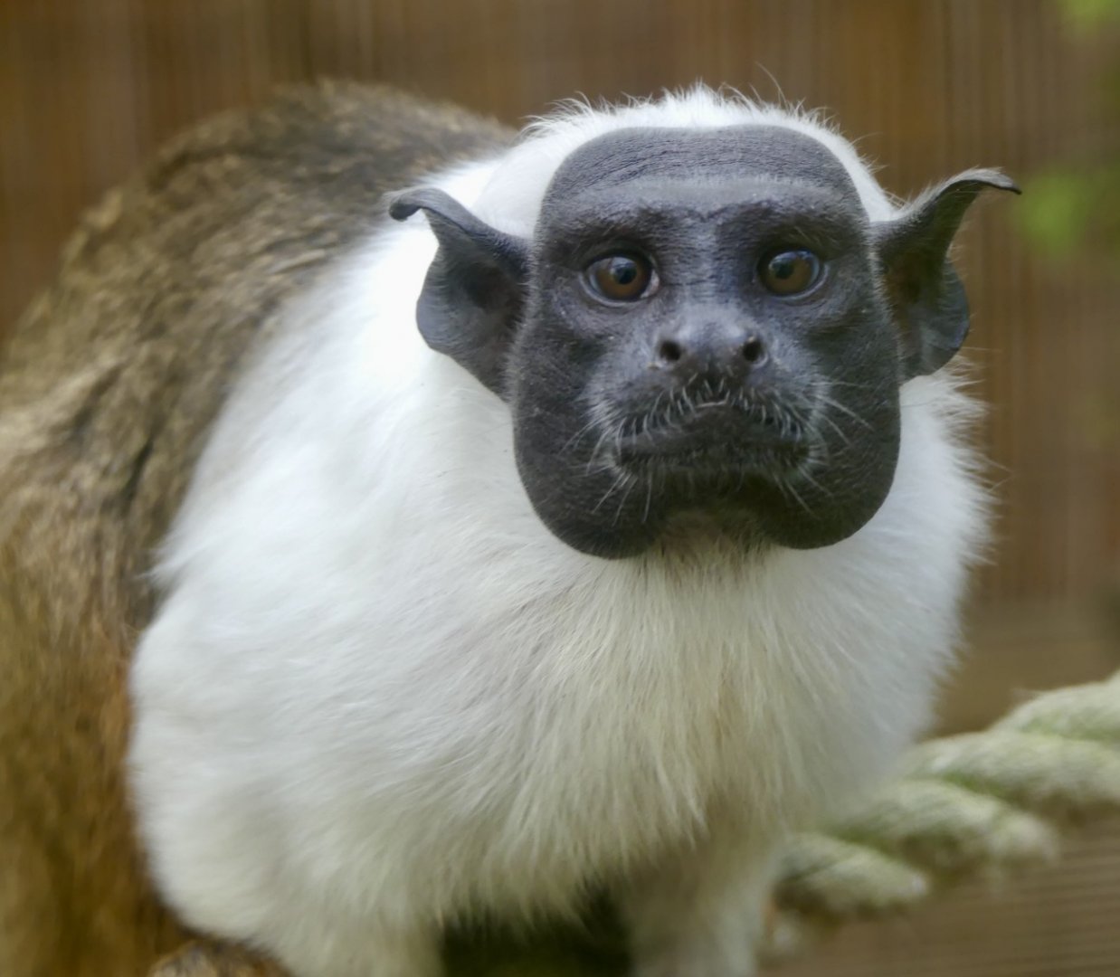 Pied Tamarin - 21.10.24