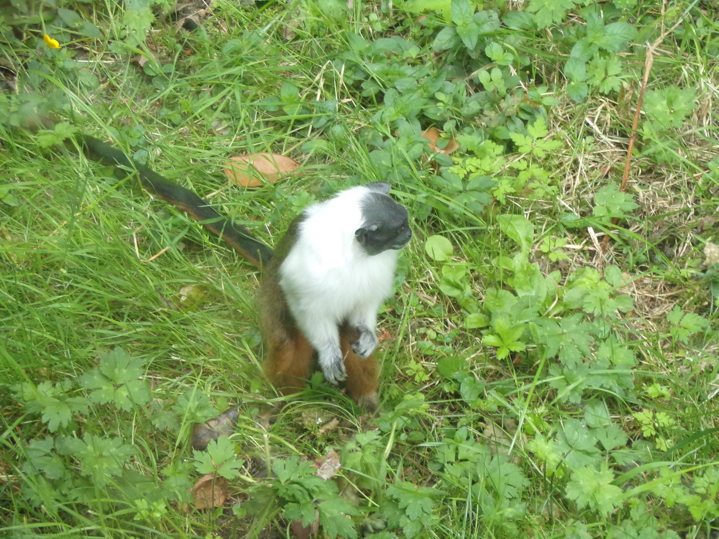Pied tamarin 29.6.24