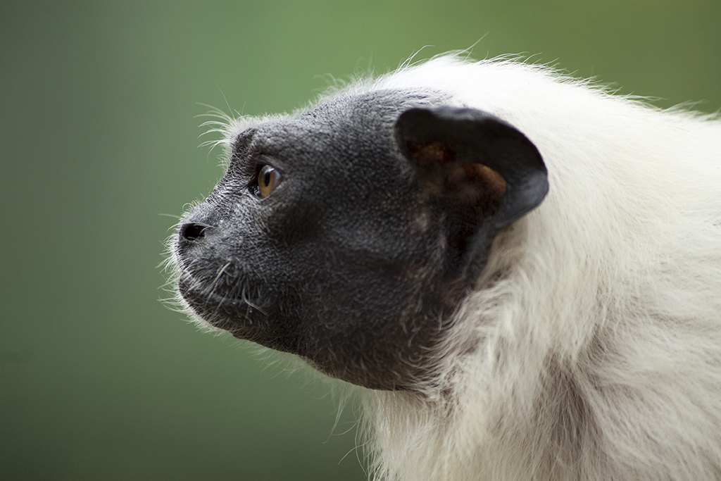 Pied tamarin, 4/11/14