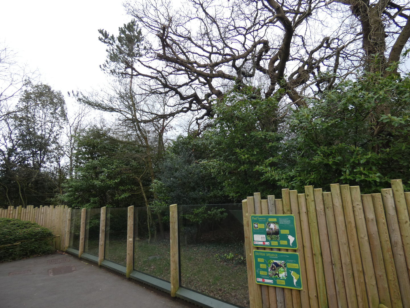 Pied tamarin and southern tamandua outdoor enclosure
