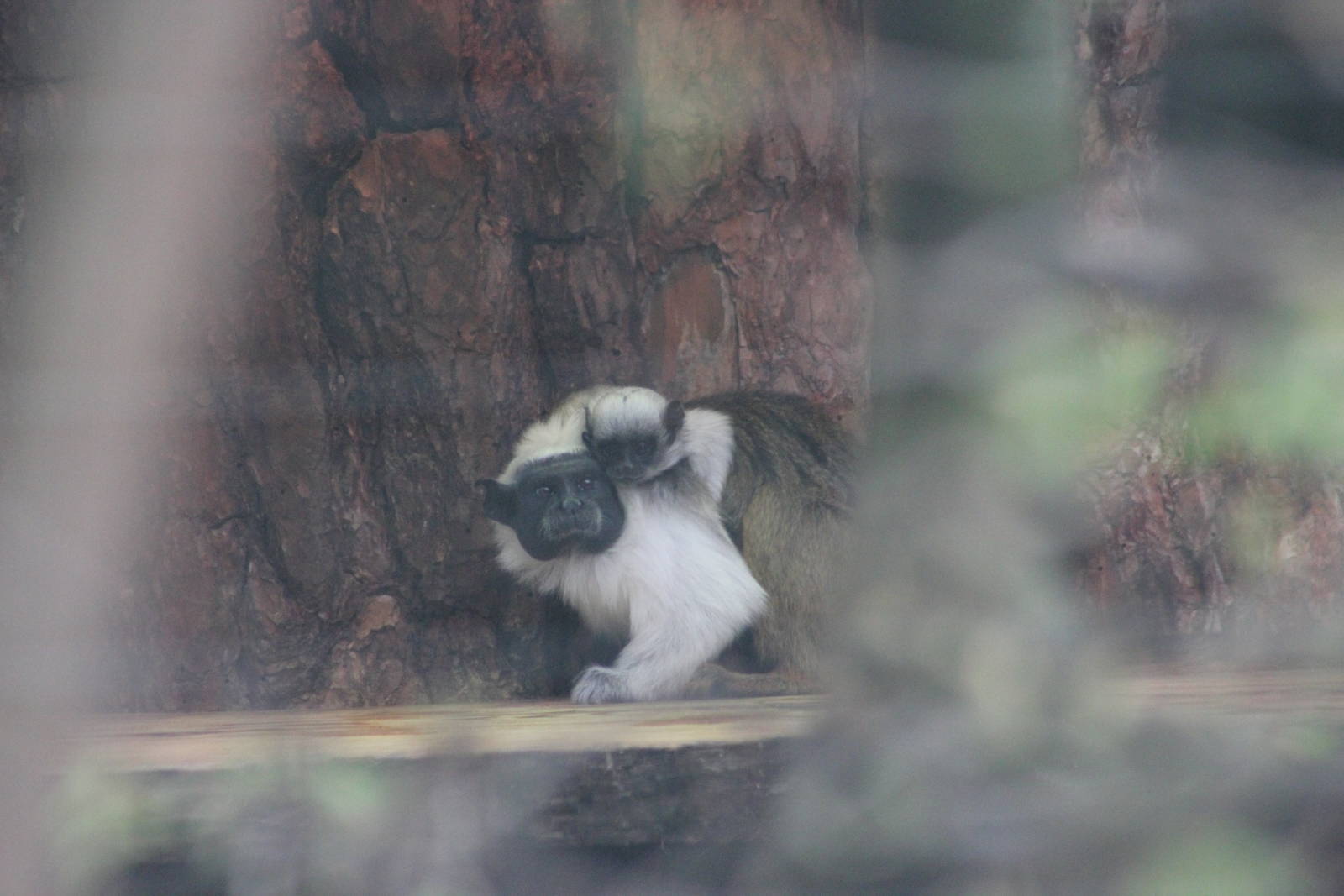 Pied tamarin and youngster