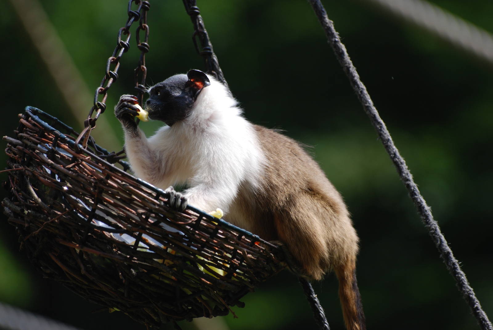 Pied Tamarin at Apenheul, 30/05/12