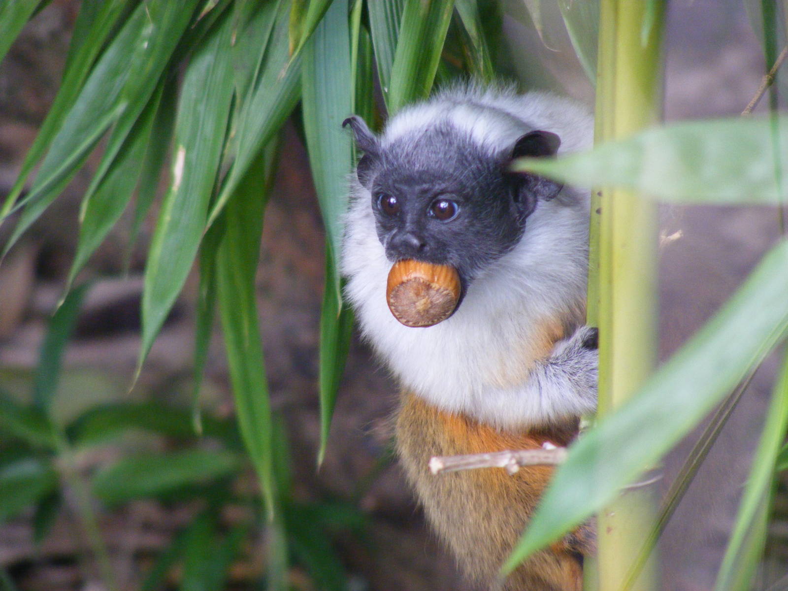 Pied tamarin at Colchester Zoo, 17 September 2010