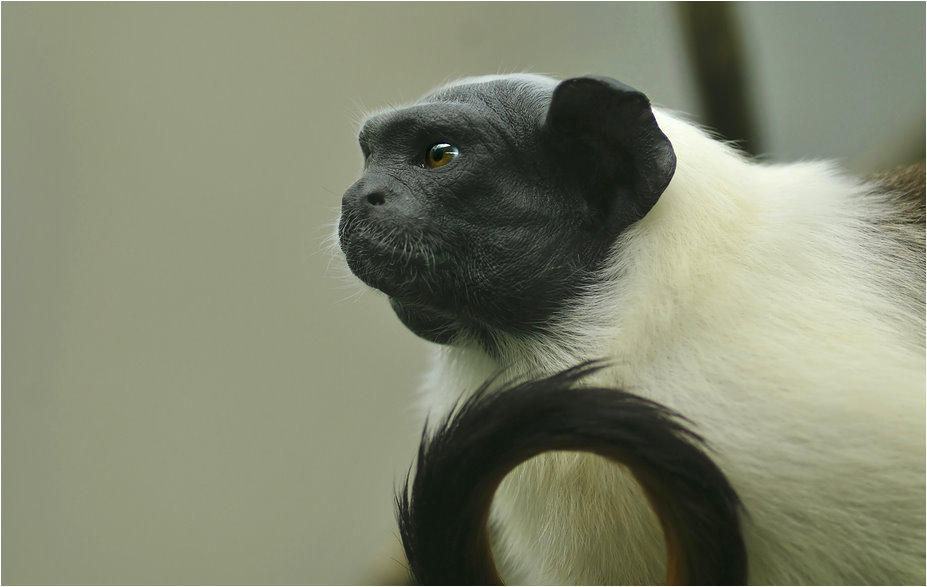 Pied tamarin at Mulhouse zoo