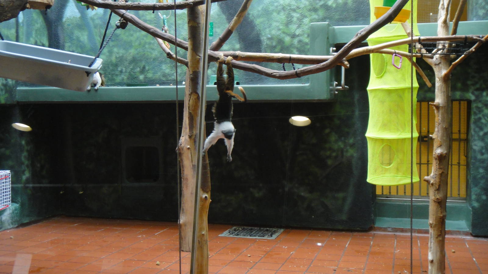 Pied tamarin at Philadelphia zoo 2015-03-08