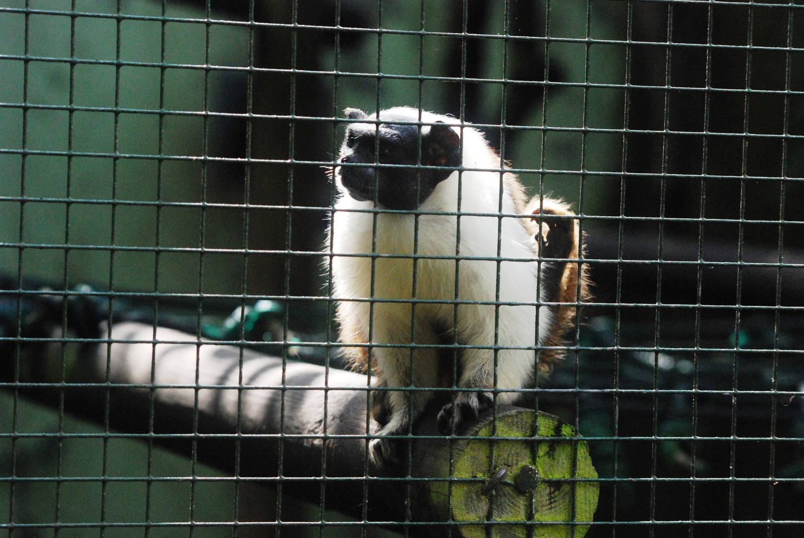 Pied Tamarin at Santillana del Mar, 13/06/15