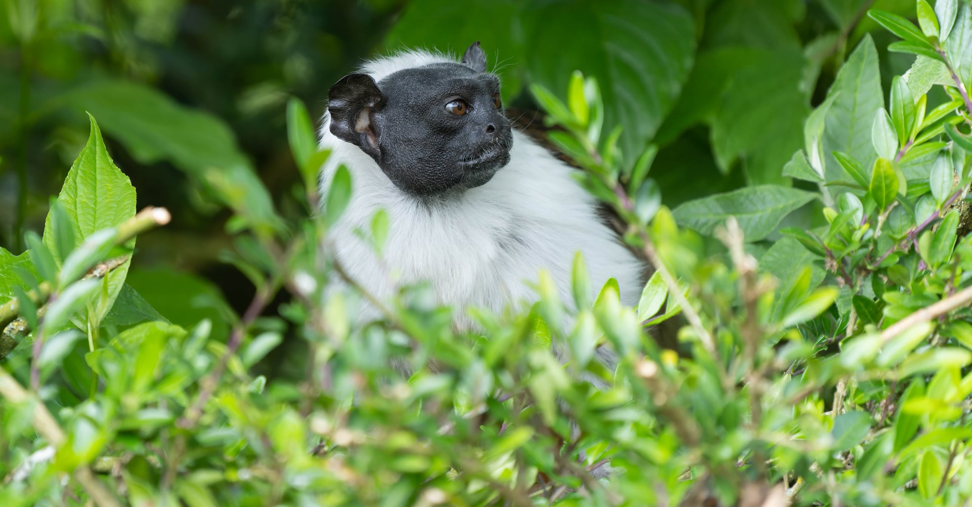 Pied Tamarin, Banham, UK