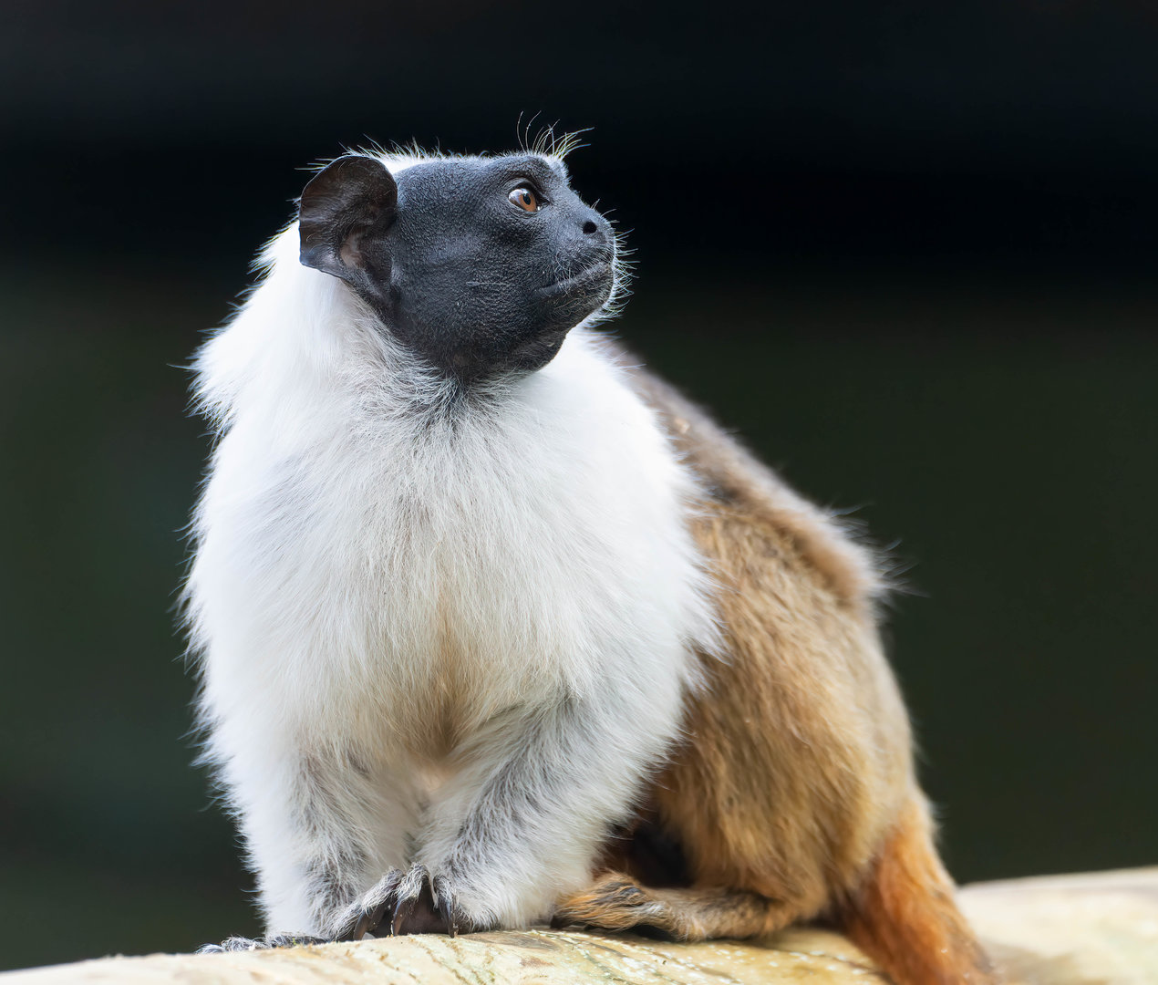 Pied Tamarin, Colchester, UK