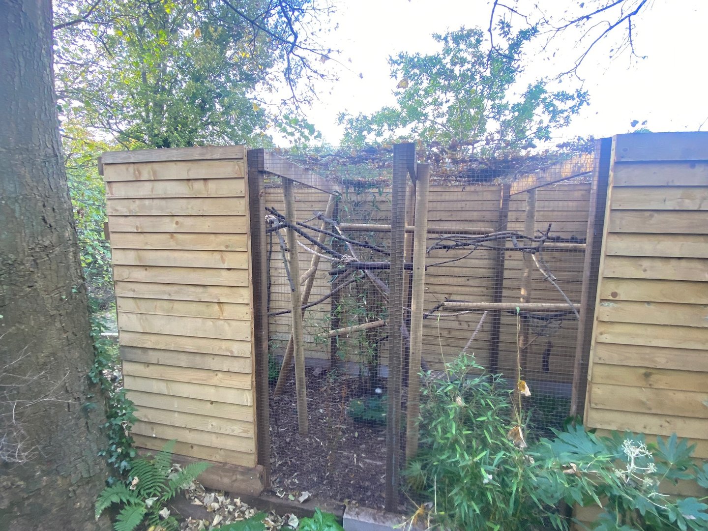 Pied tamarin enclosure 111222