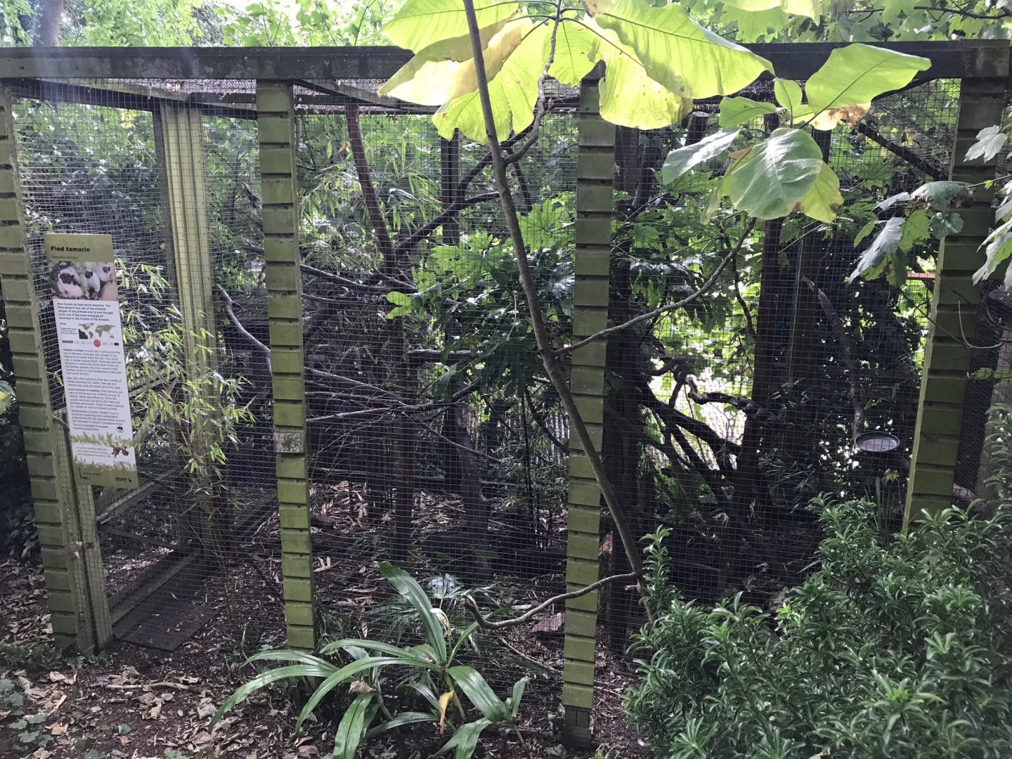 Pied tamarin enclosure 150918