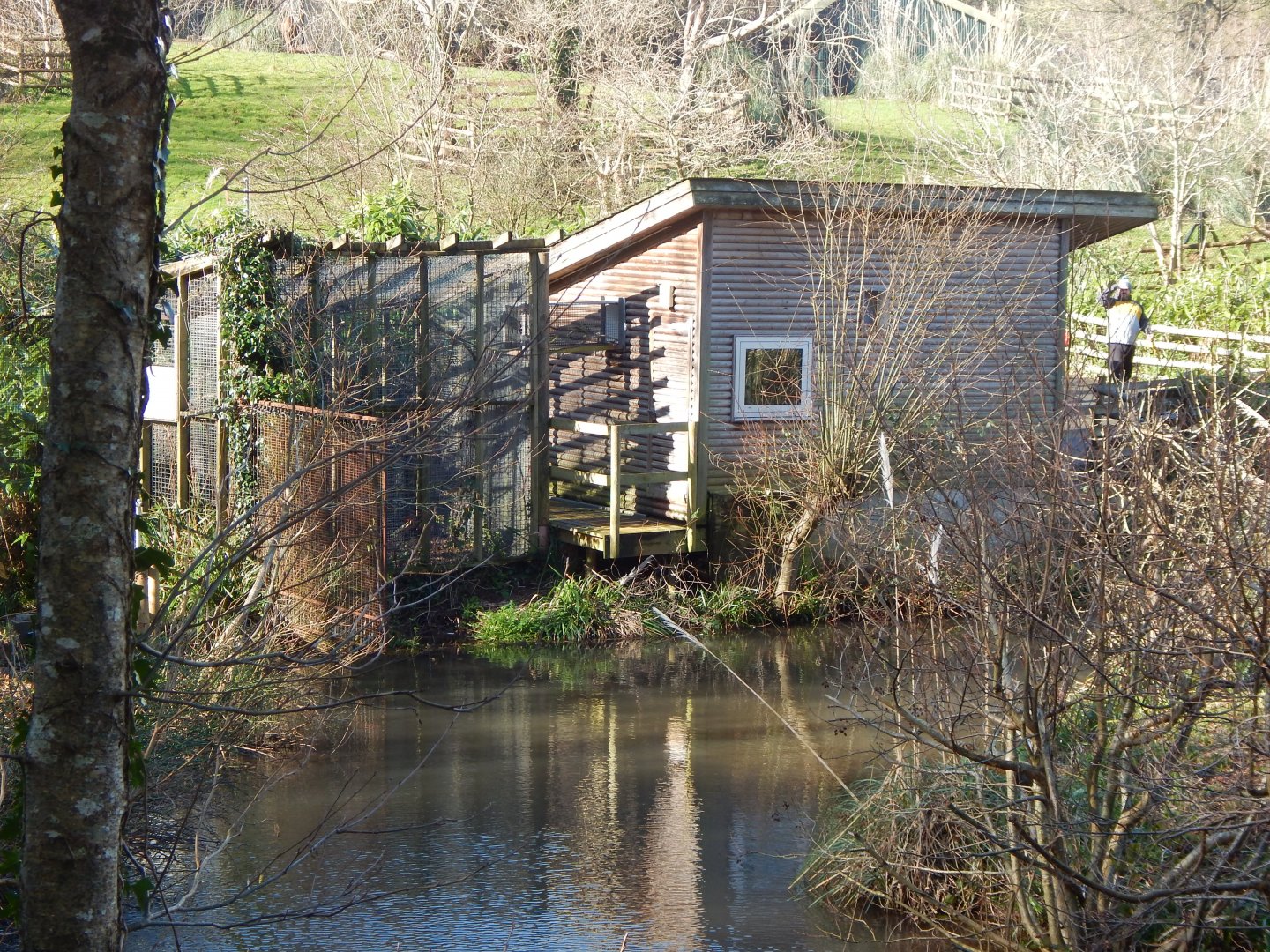 Pied tamarin enclosure 240222