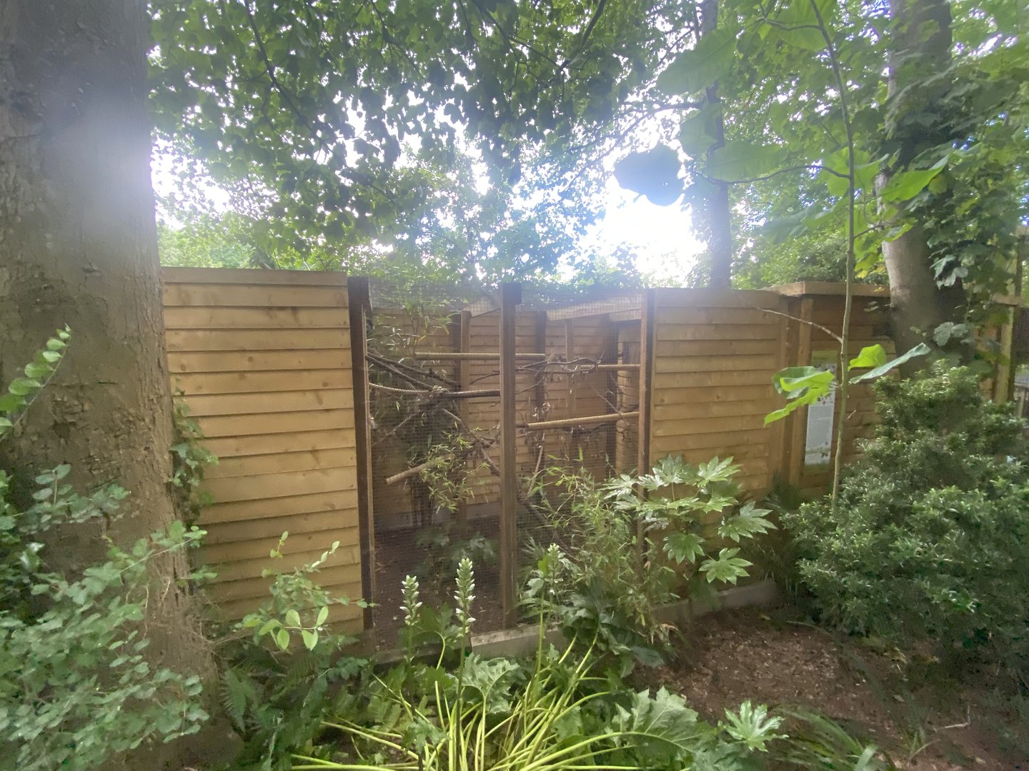 Pied tamarin enclosure 250623