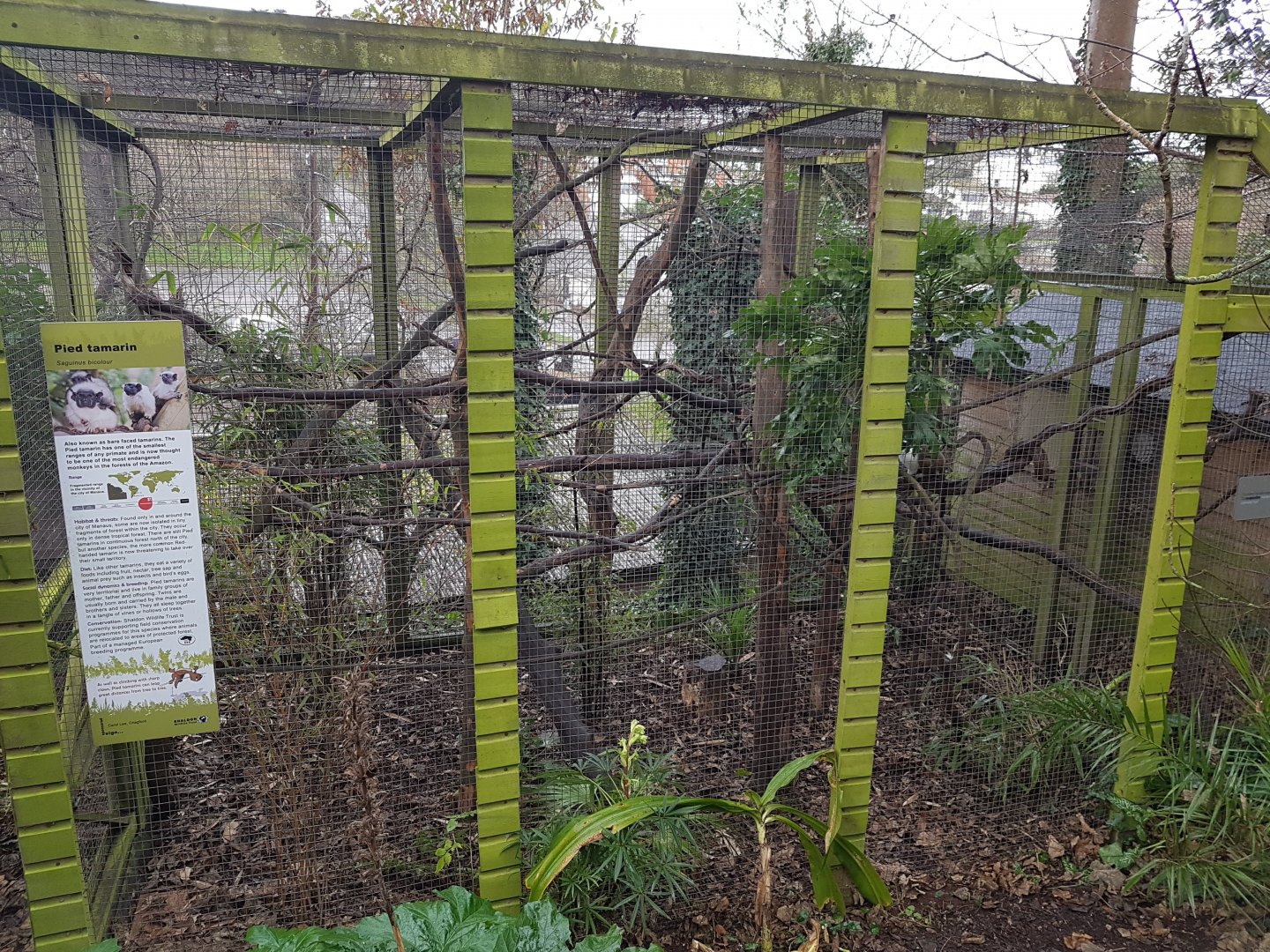 Pied Tamarin enclosure - Shaldon Wildlife Trust - January, 2017