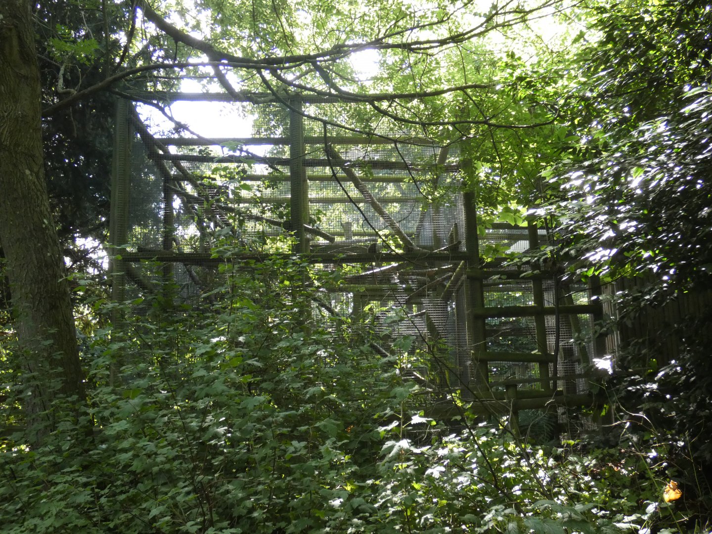 Pied Tamarin enclosure