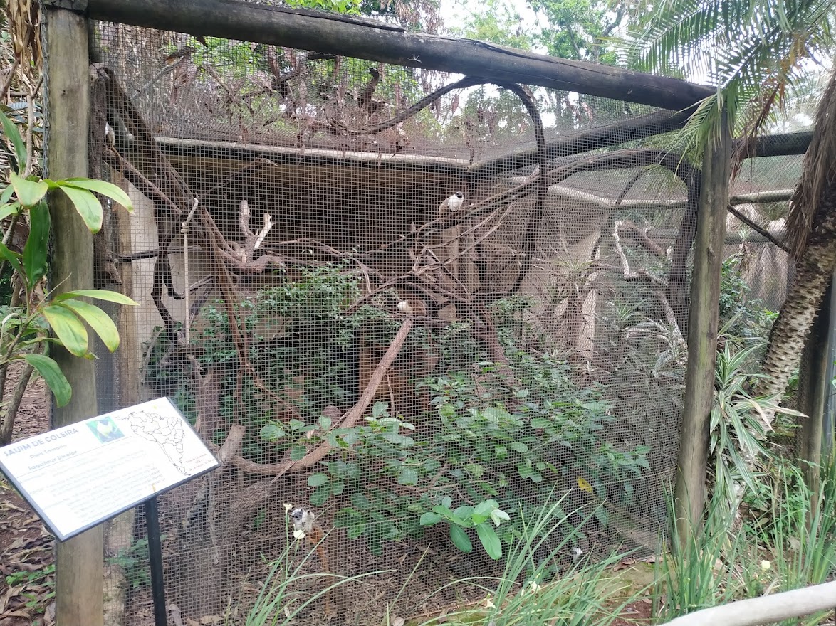 Pied Tamarin Enclosure