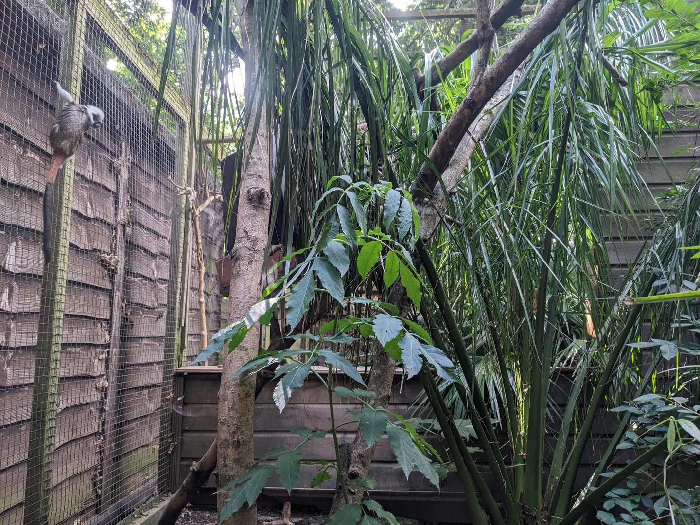 Pied Tamarin enclosure