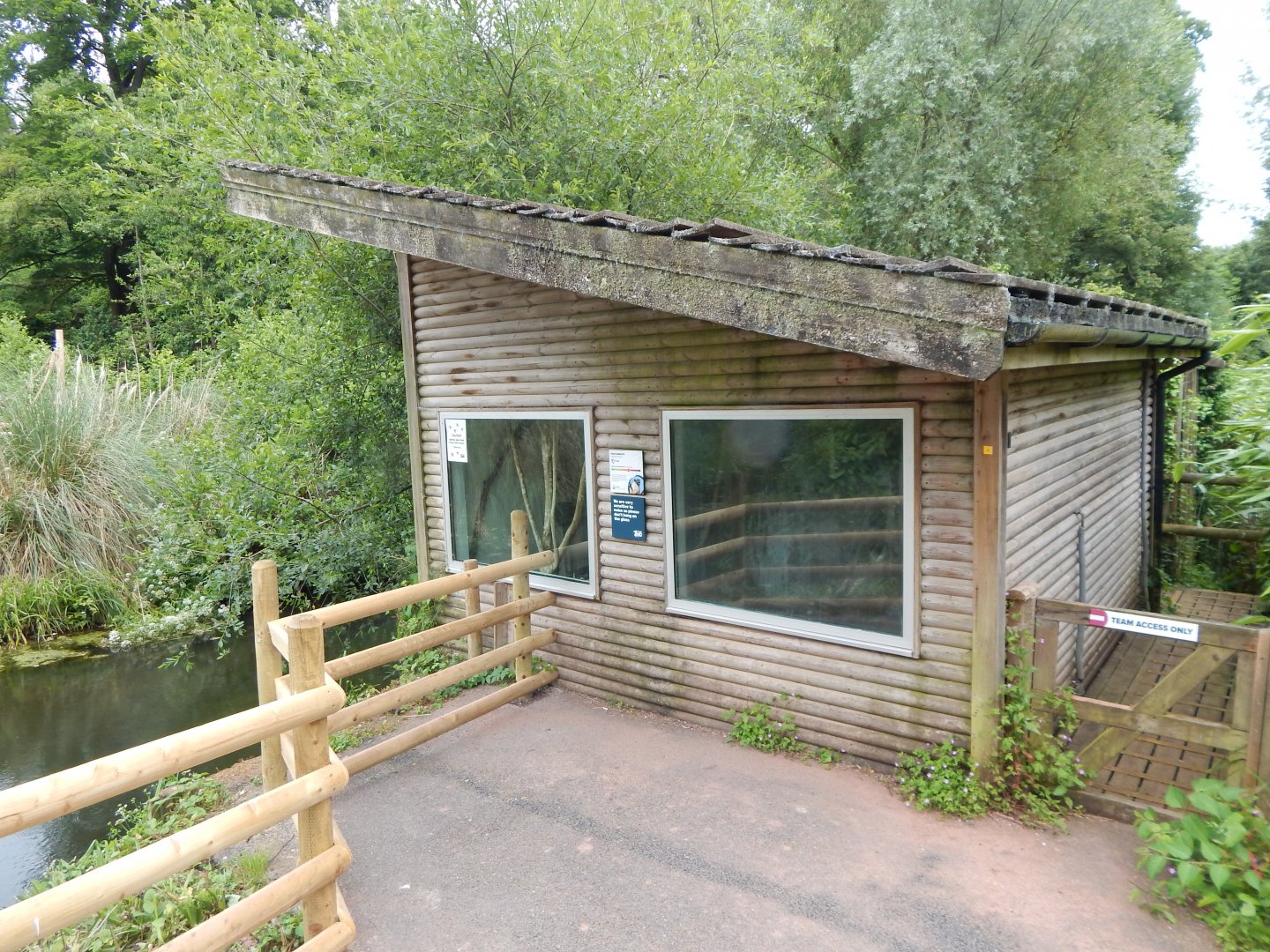 Pied tamarin exhibit 130624
