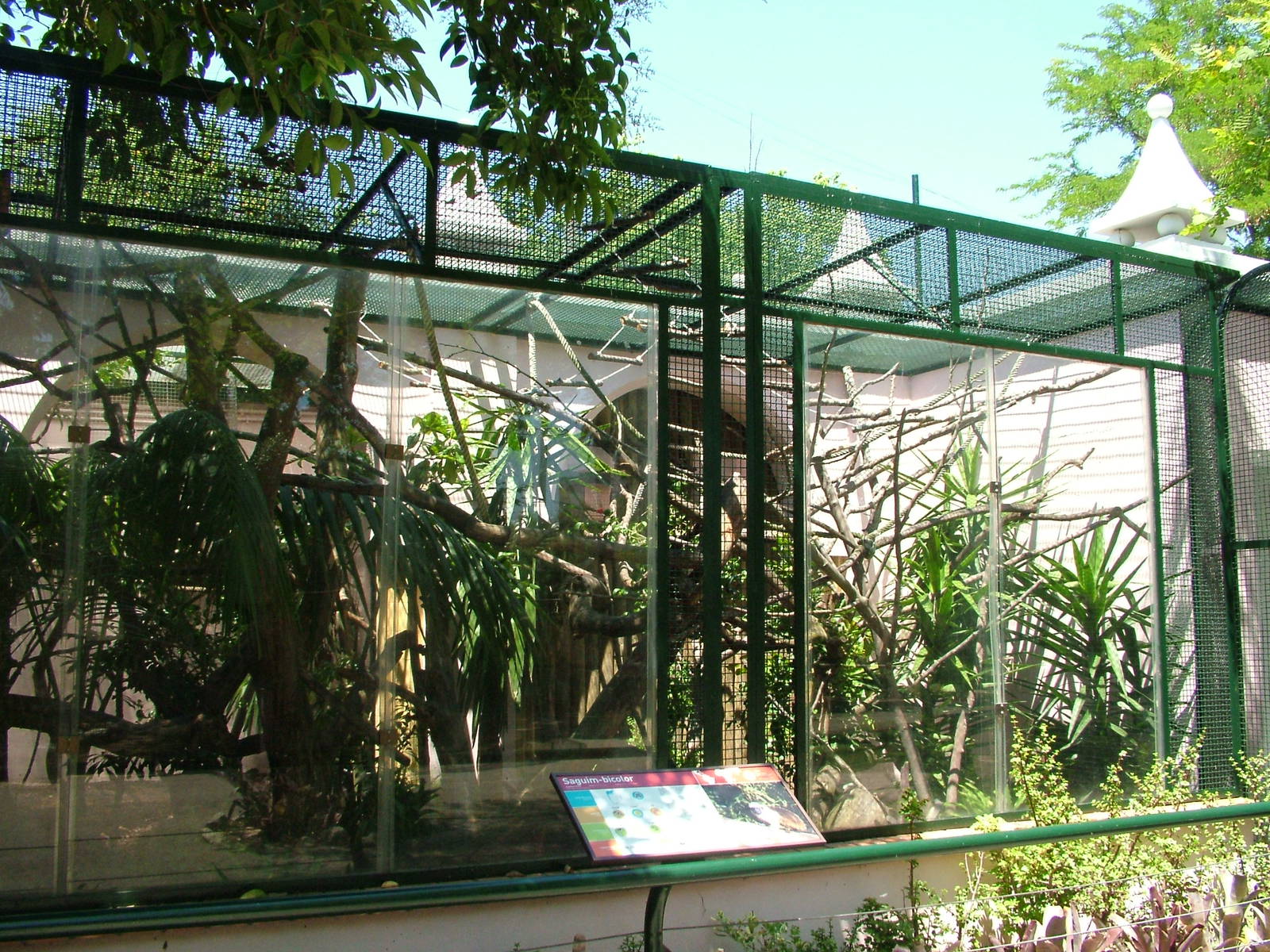 Pied Tamarin Exhibit at Lisbon Zoo, 24/05/11