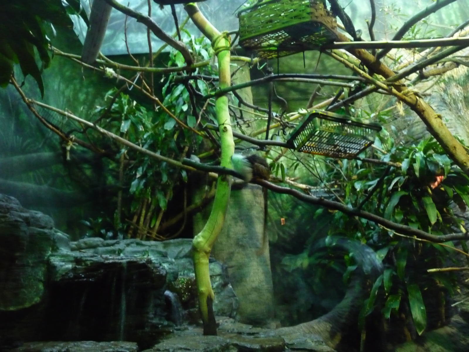 pied tamarin exhibit lincoln park zoo