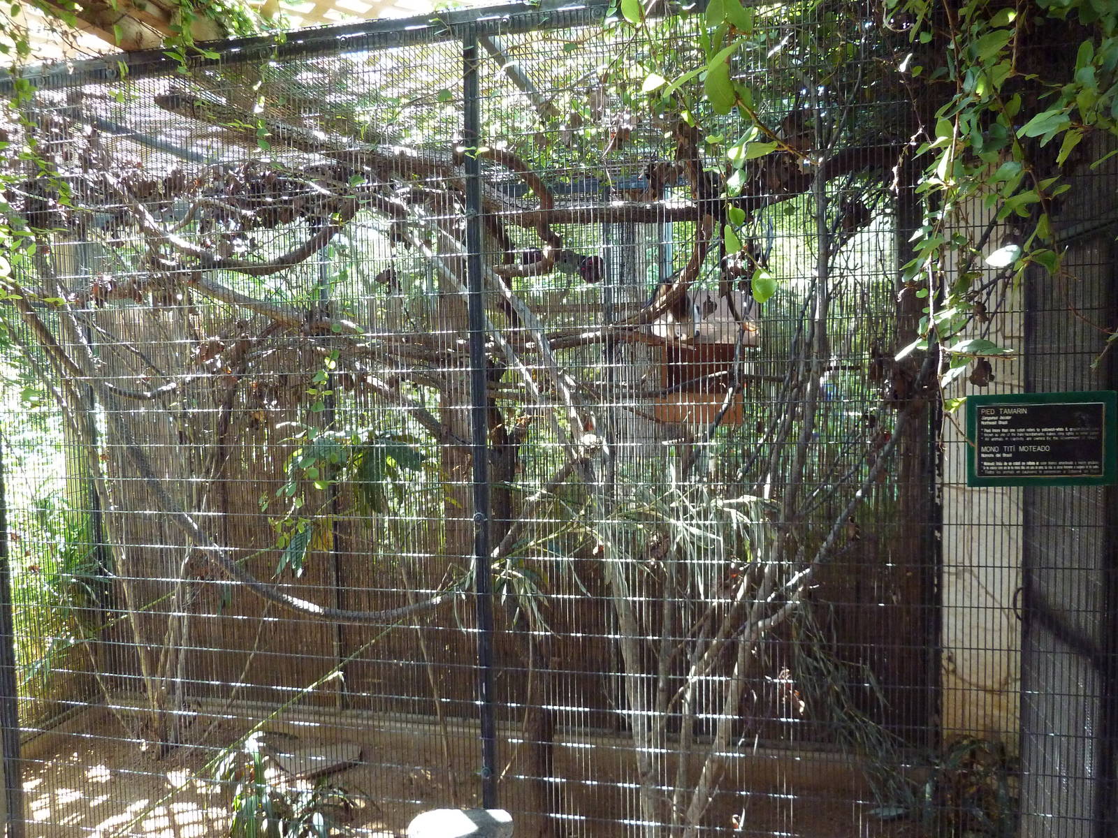 Pied Tamarin Exhibit