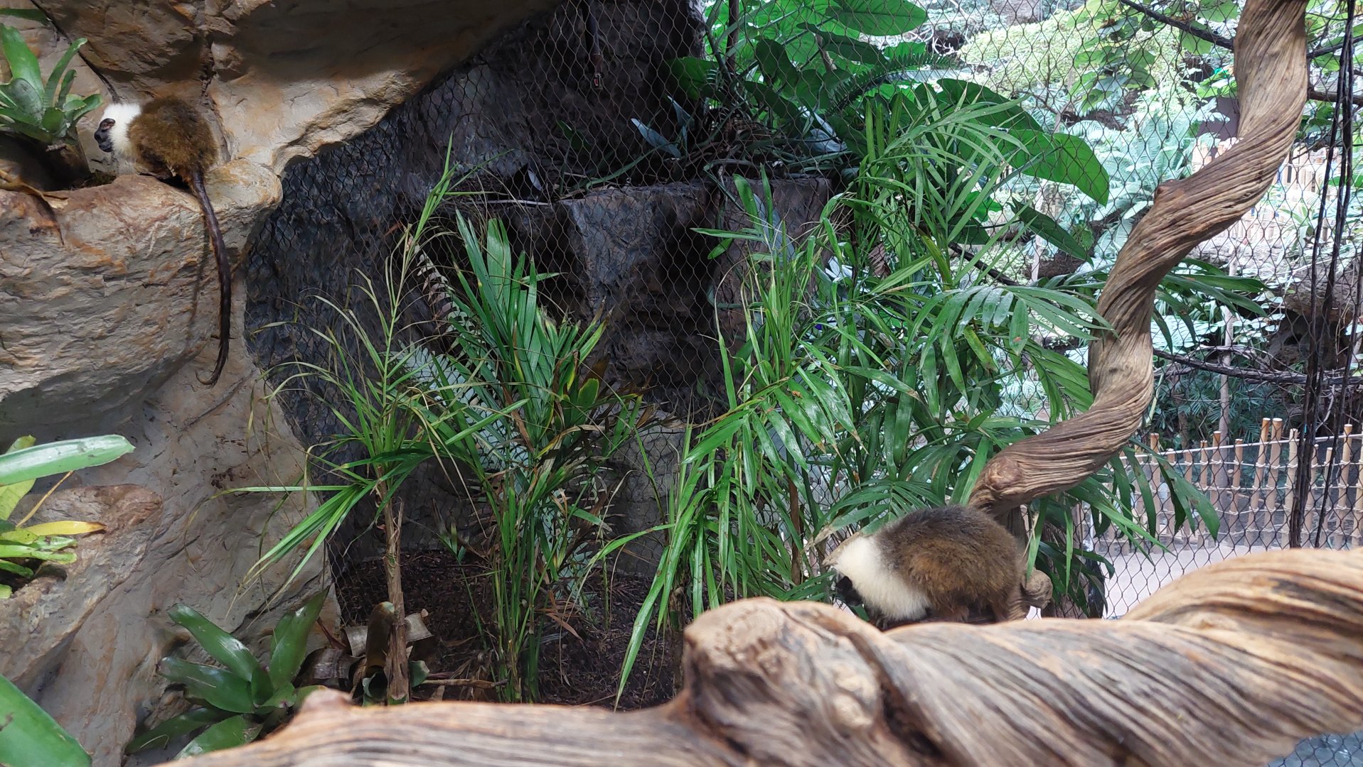 Pied Tamarin exhibit