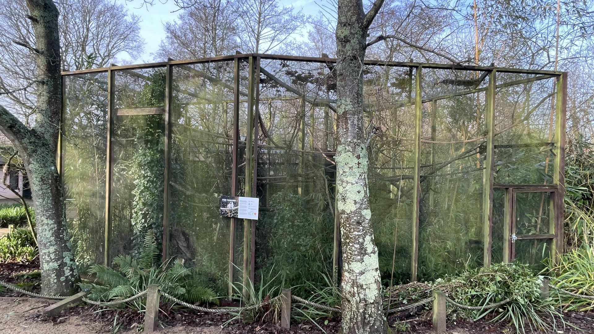 Pied tamarin exhibit