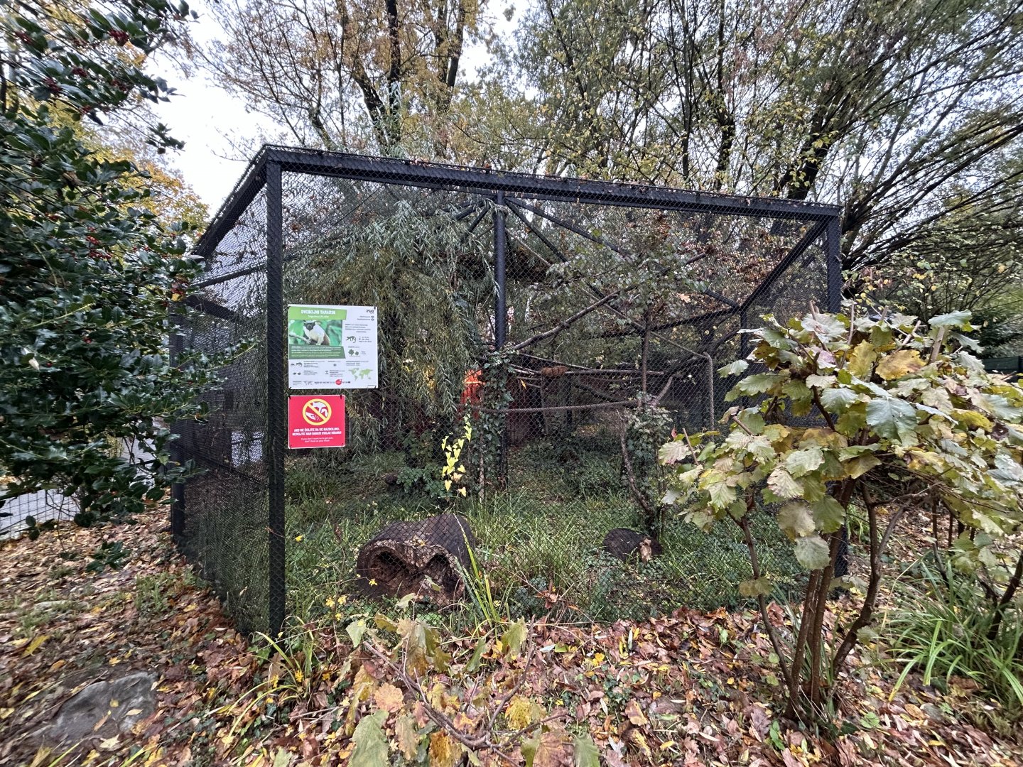Pied Tamarin Exhibit