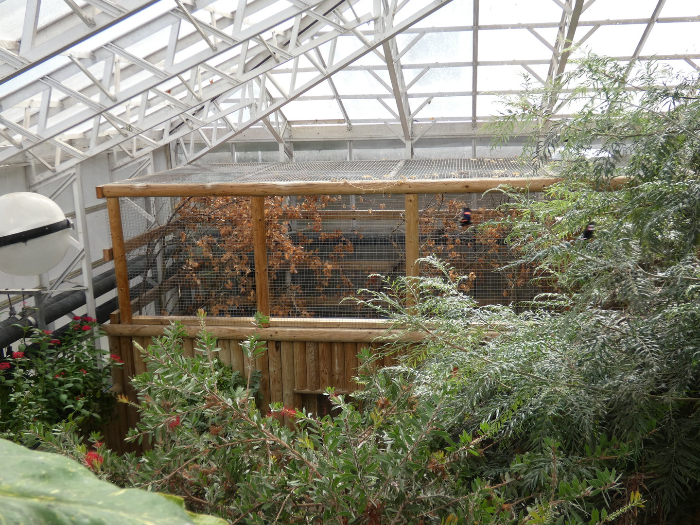 Pied tamarin indoor enclosure