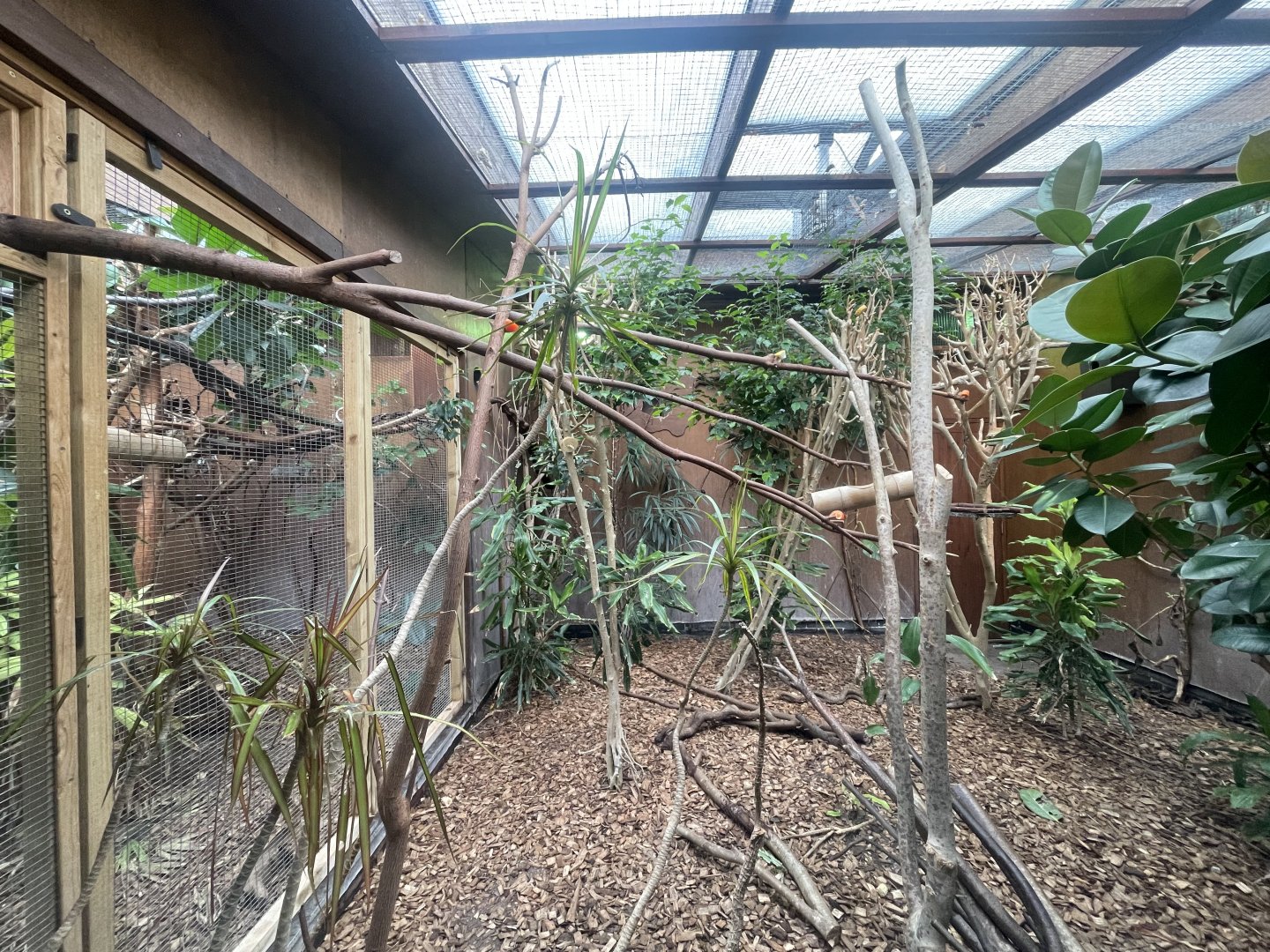 Pied Tamarin Indoor Exhibit: