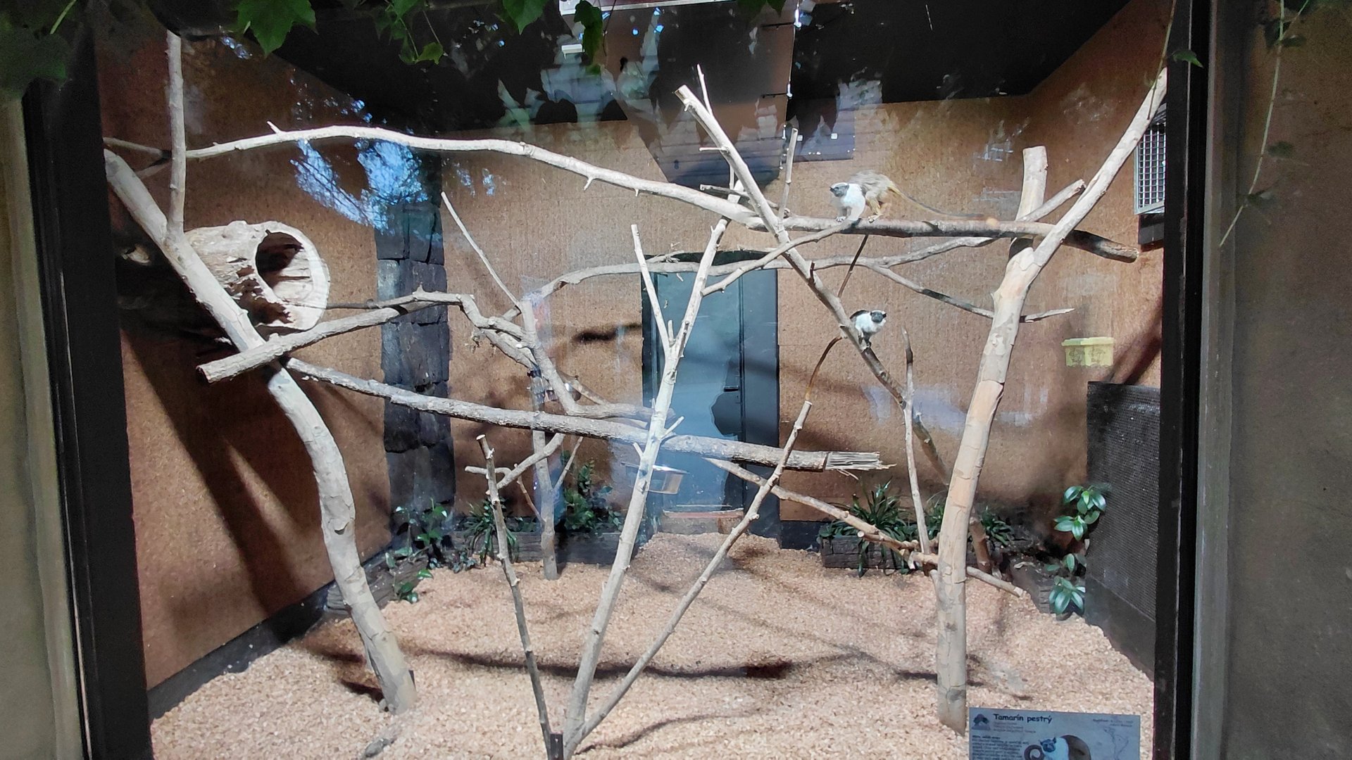 Pied tamarin indoor exhibit