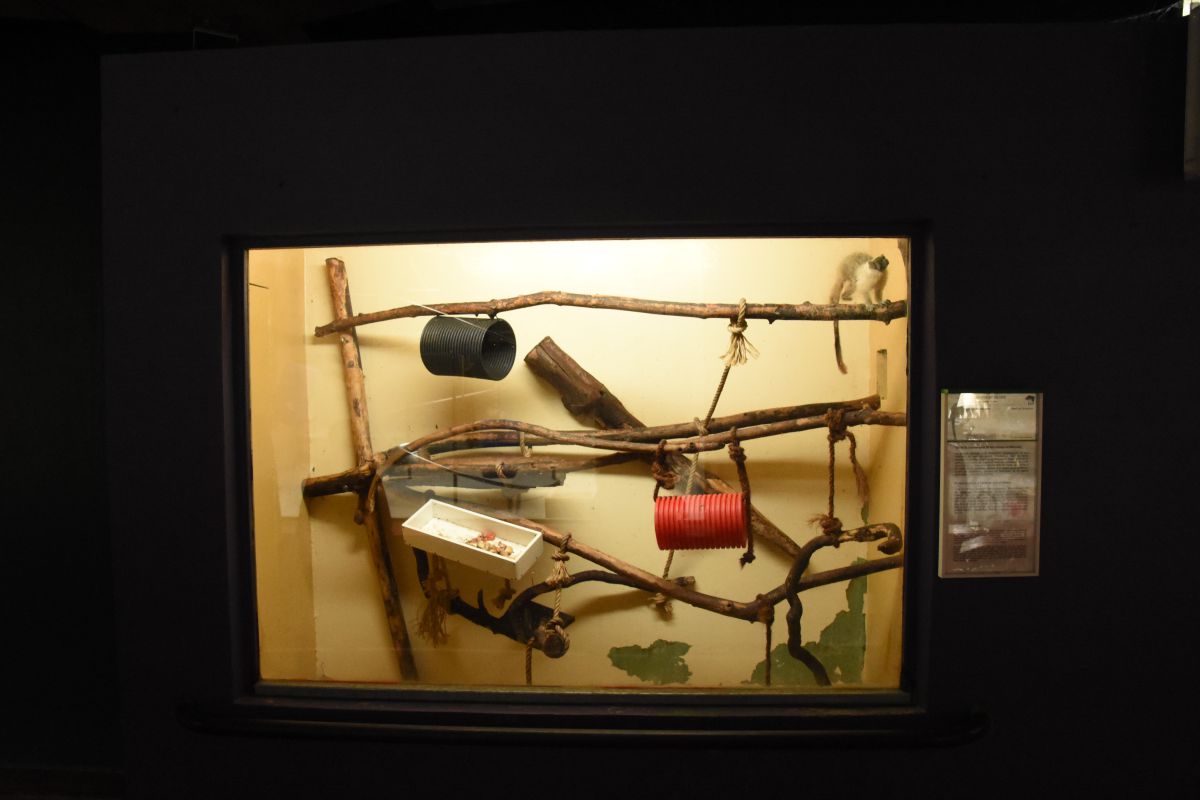 Pied tamarin indoors