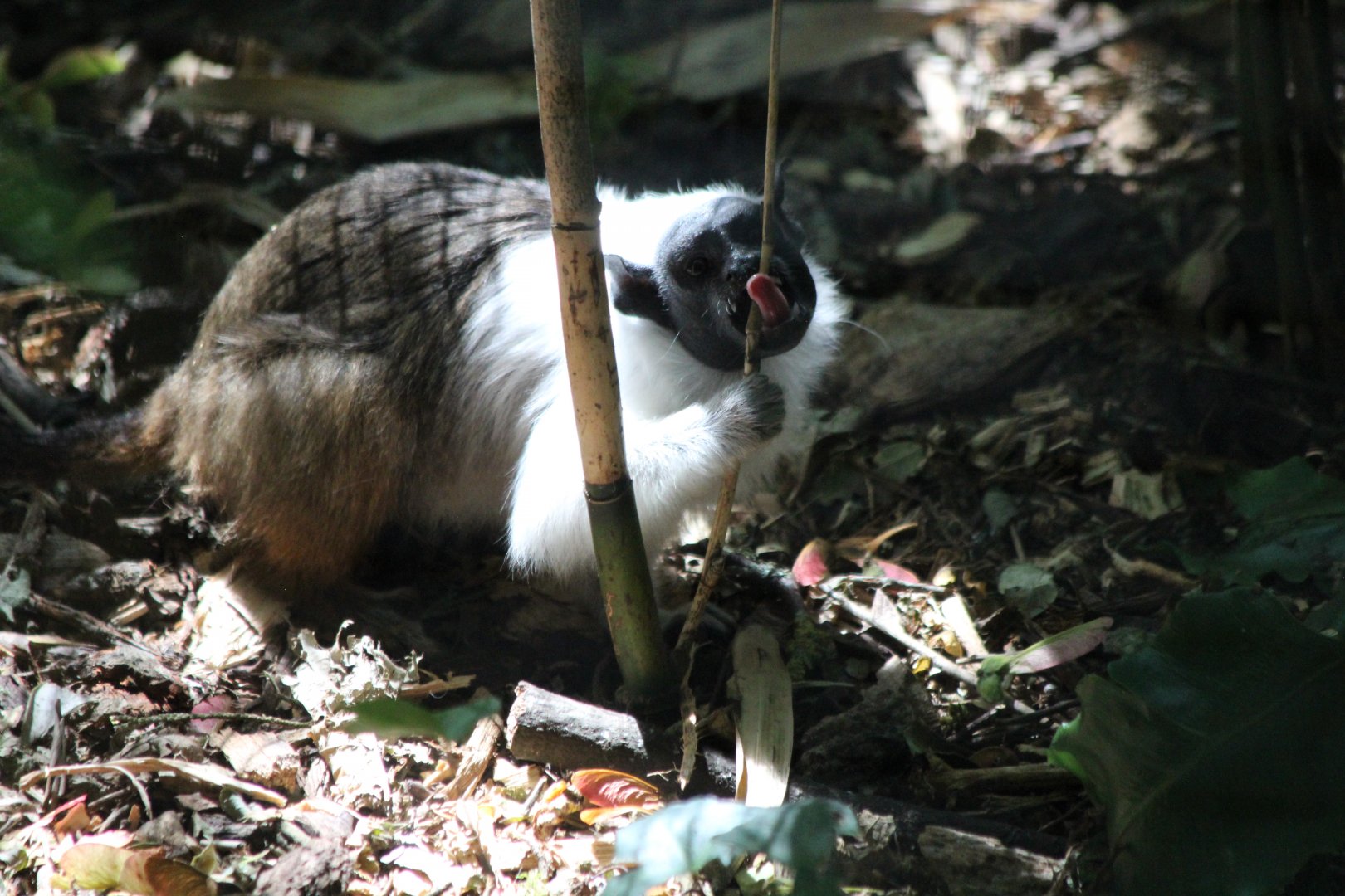 Pied Tamarin - July 2019