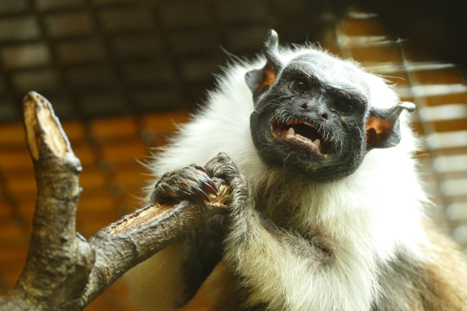 Pied Tamarin, October 2021
