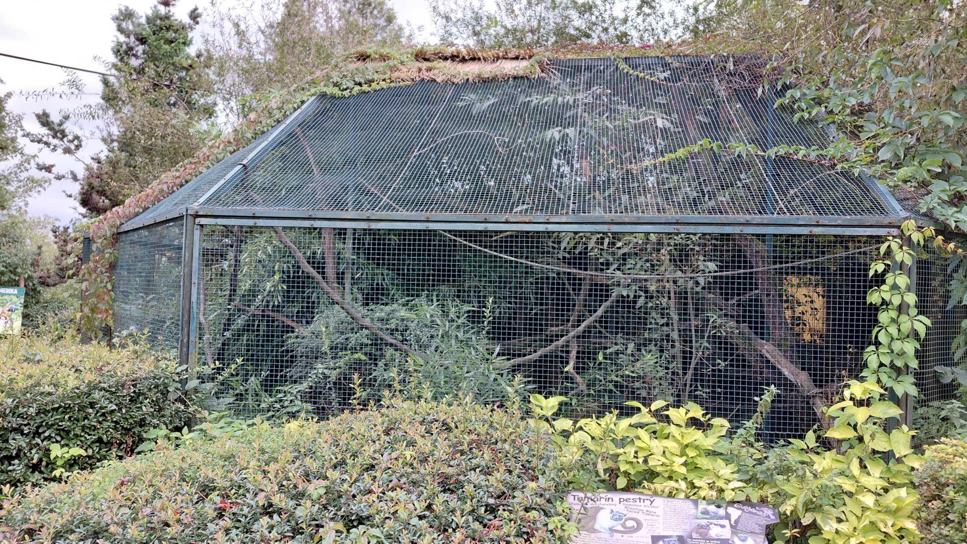 Pied tamarin outdoor exhibit