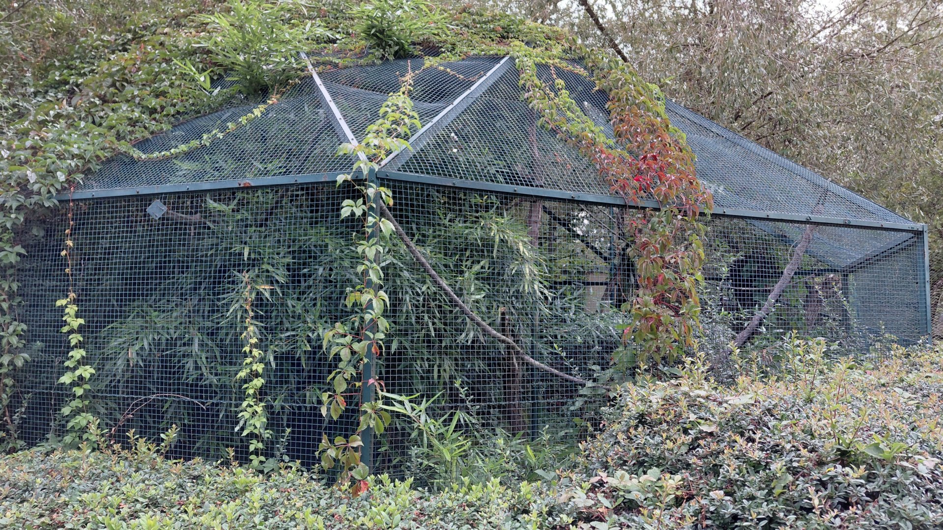 Pied tamarin outdoor exhibit