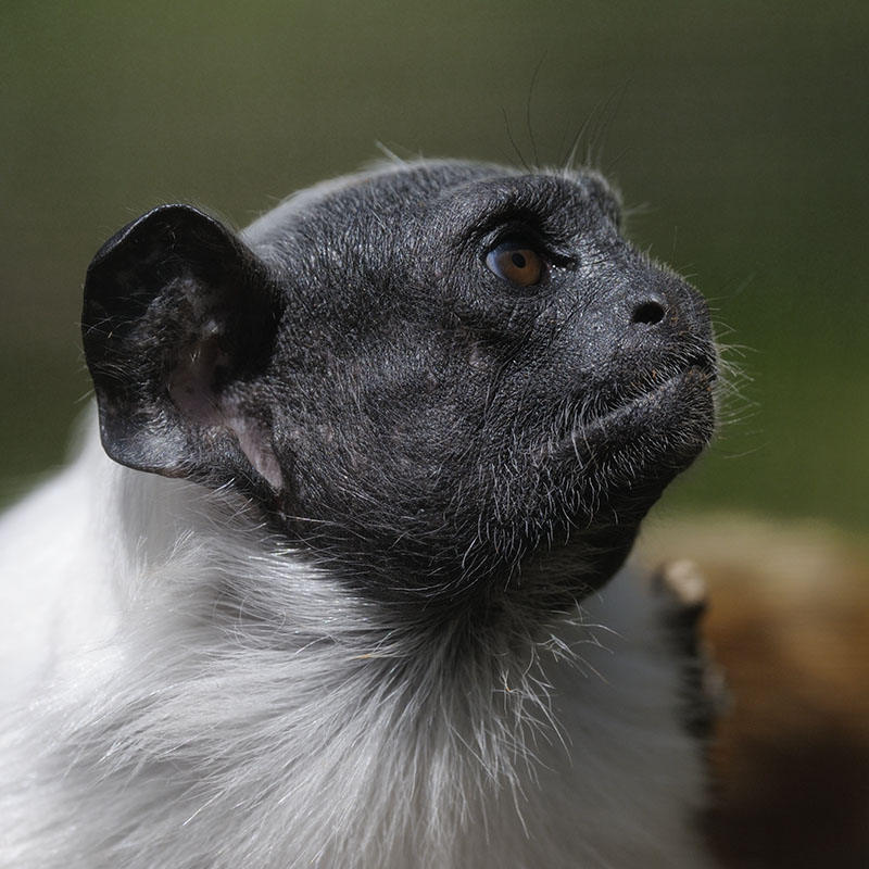 Pied tamarin profile