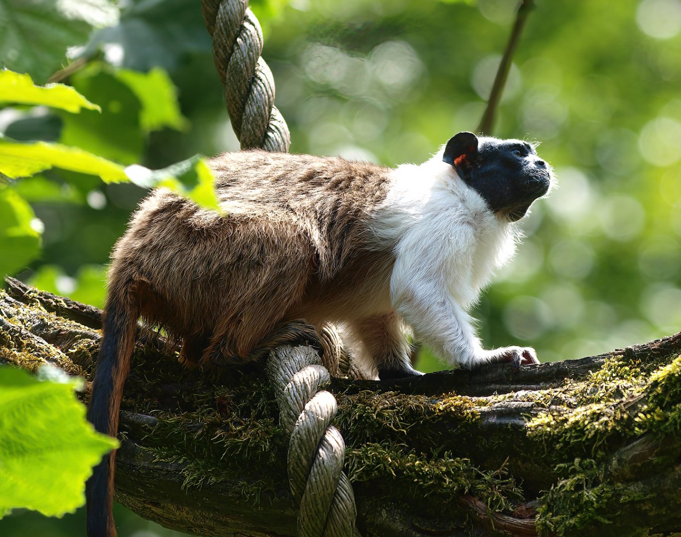 Pied tamarin (Saguinus bicolor), 2015-08-01