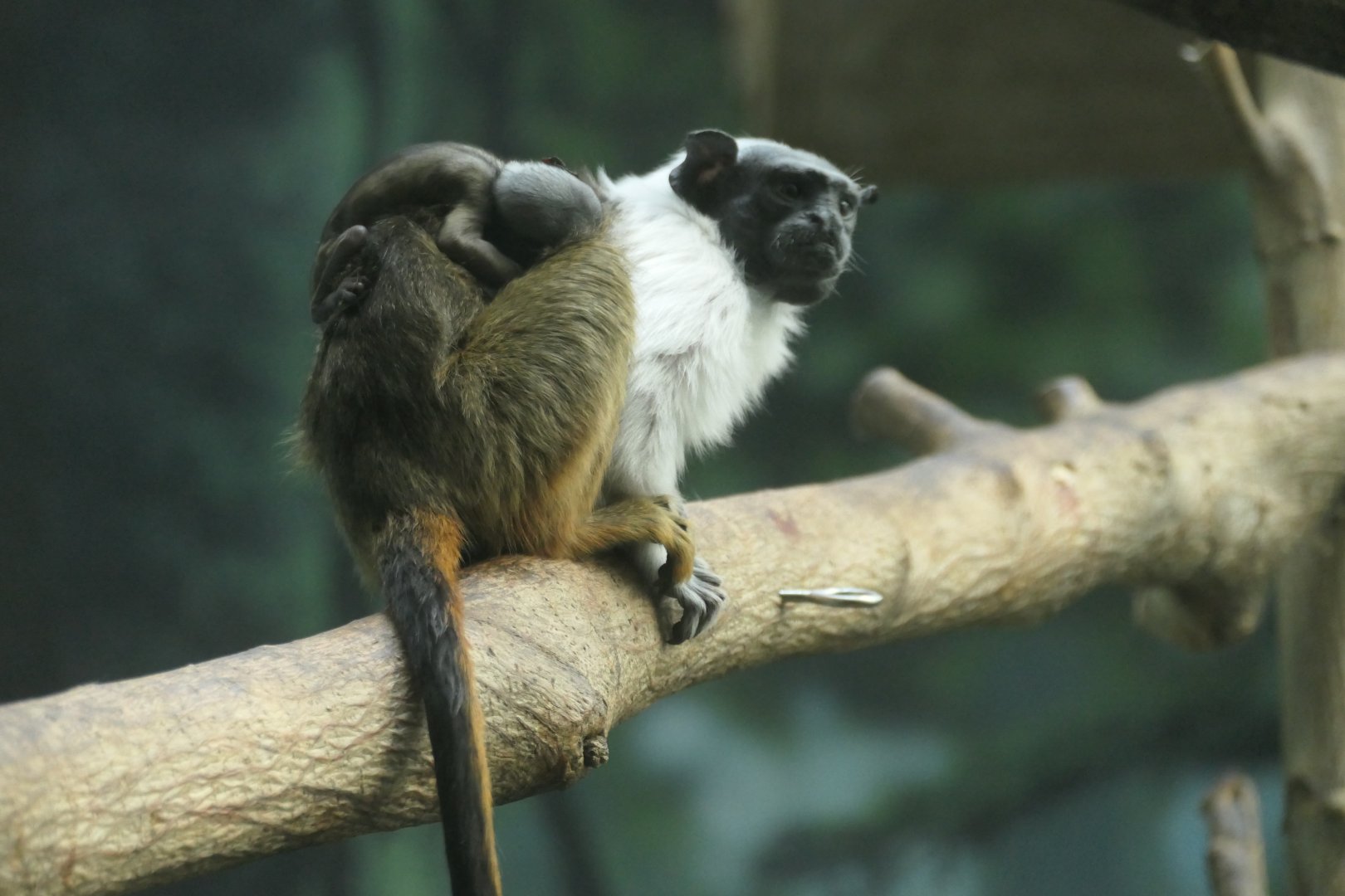 Pied Tamarin - Saguinus bicolor - Rare Animal Conservation Center