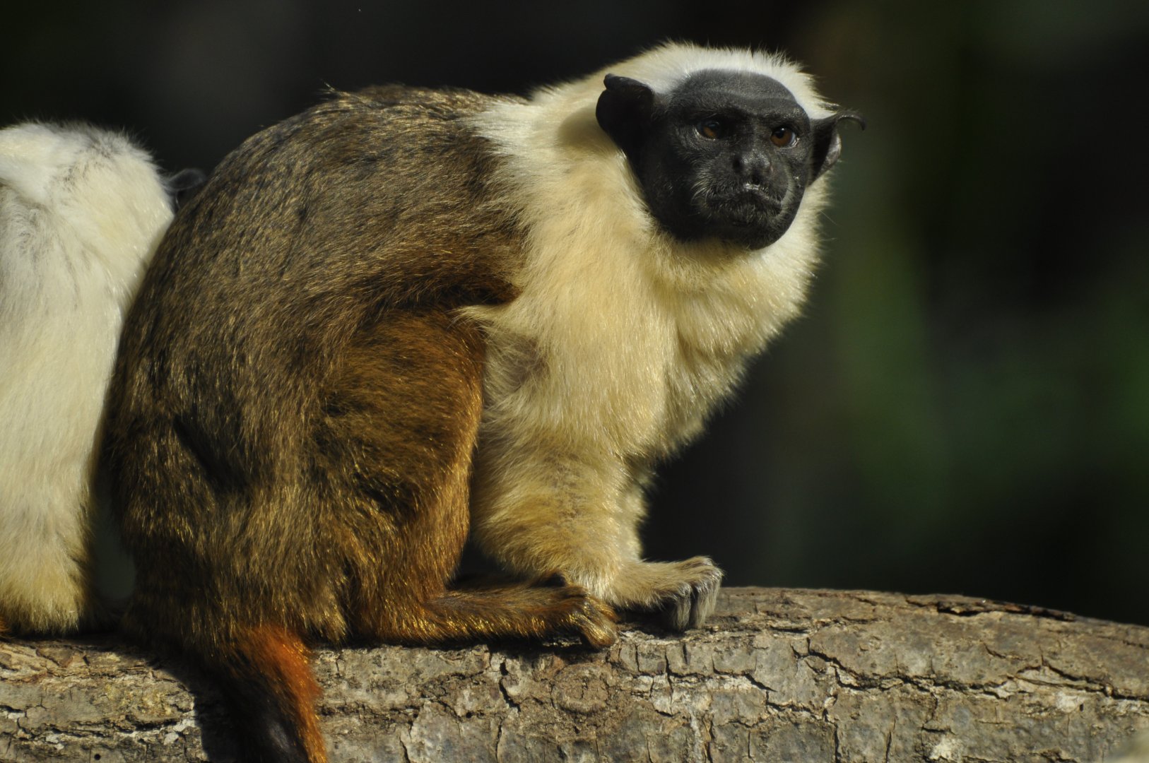 Pied tamarin (Saguinus bicolor)