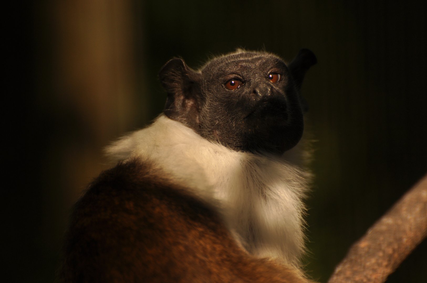 Pied tamarin (Saguinus bicolor)