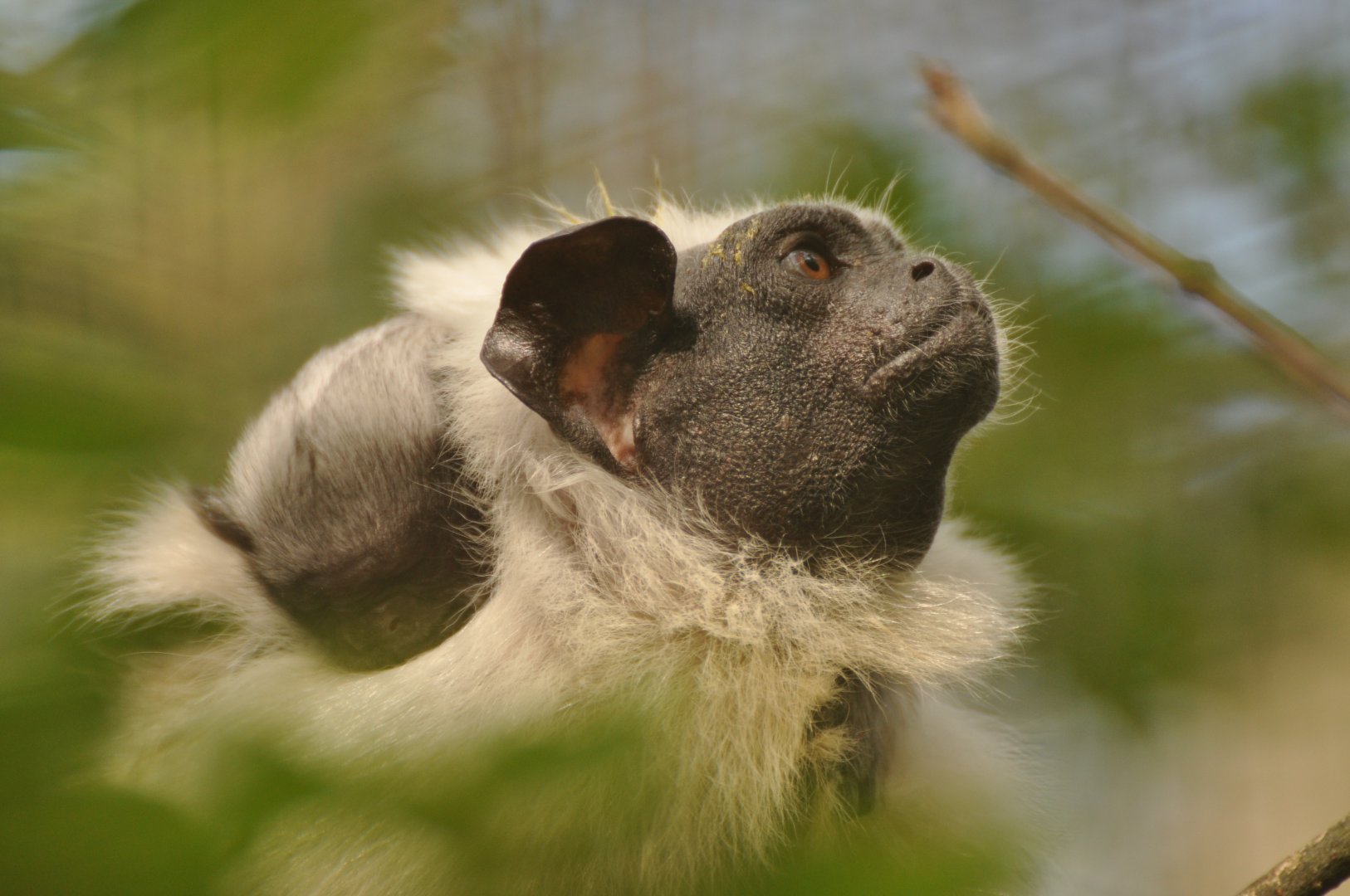 Pied tamarin (Saguinus bicolor)
