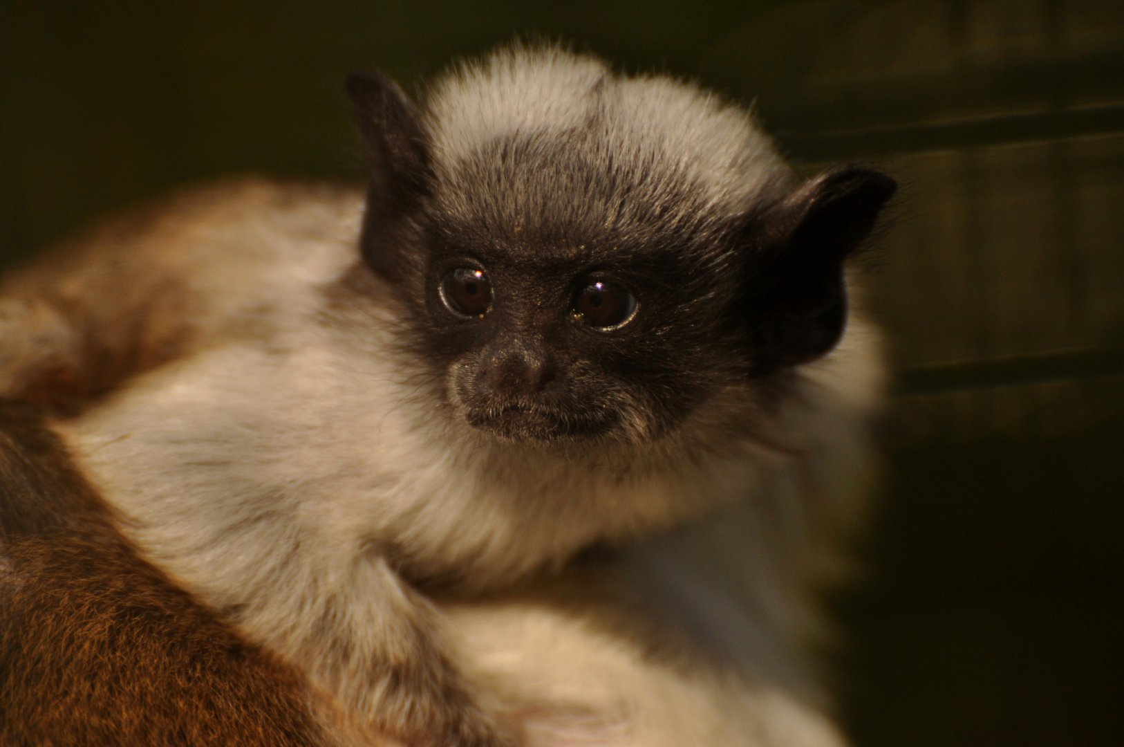Pied tamarin (Saguinus bicolor)