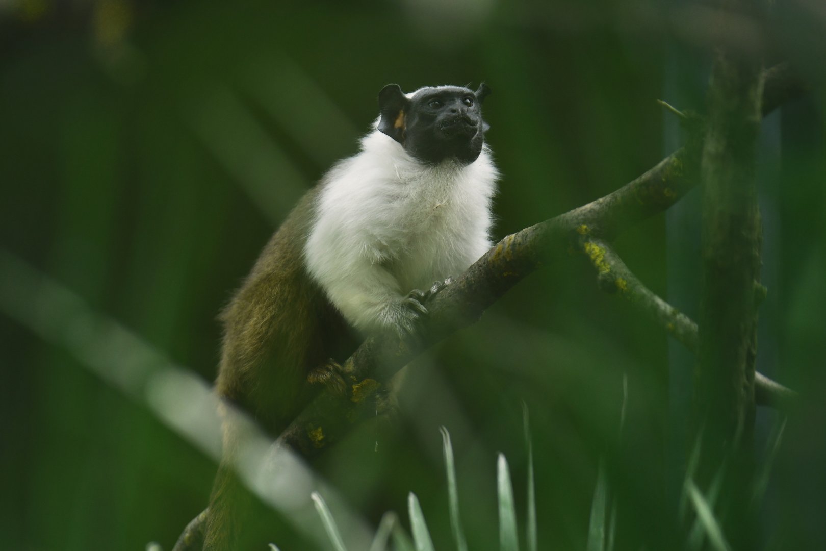 Pied tamarin (Saguinus bicolor)