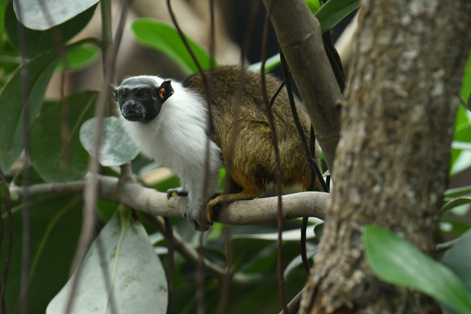 Pied tamarin (Saguinus bicolor)