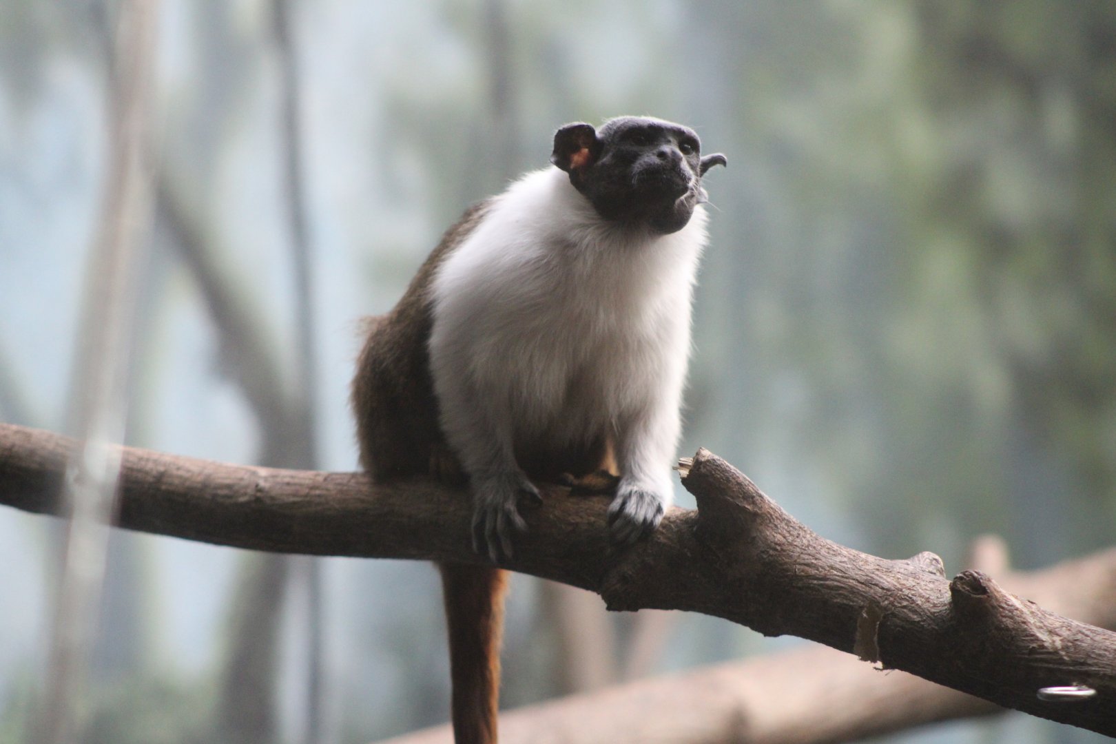 Pied Tamarin (Saguinus bicolor)