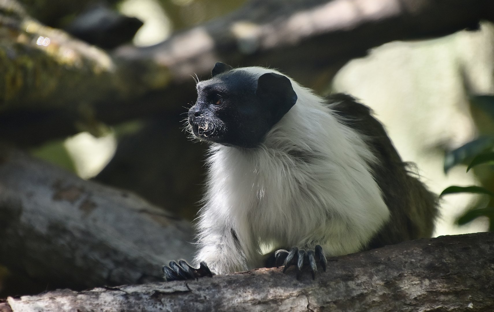 Pied Tamarin (Saguinus bicolor)