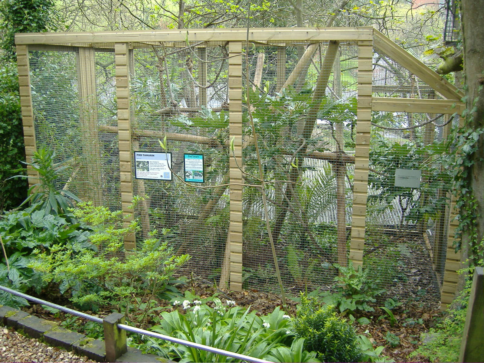 Pied Tamarin Shaldon Zoo