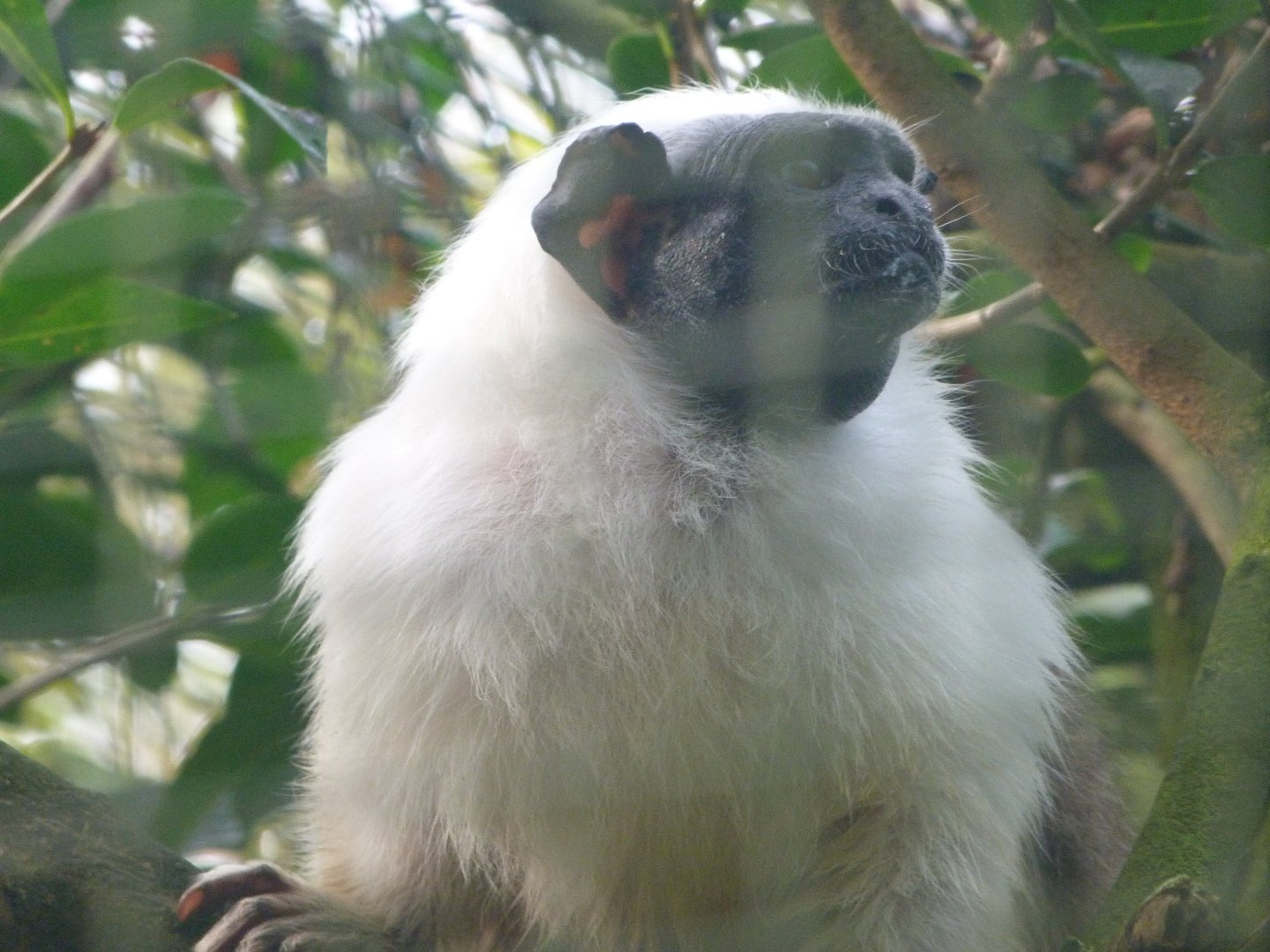 Pied tamarin -Zoo de Santillana del Mar (2024)