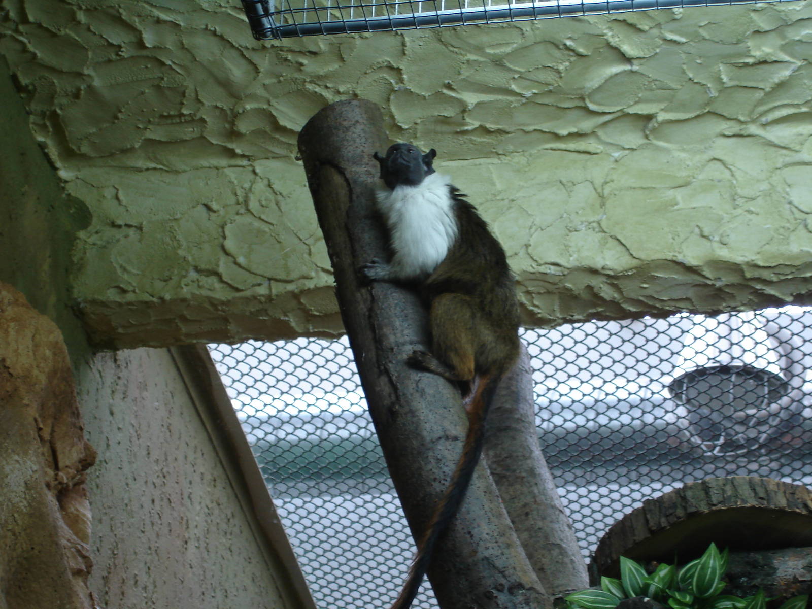 Pied tamarin