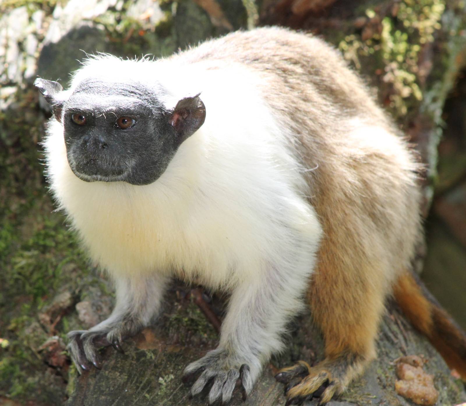 Pied tamarin